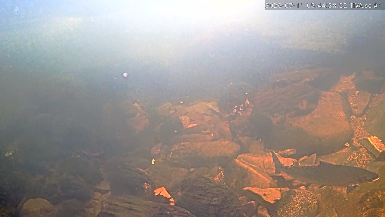 Video 2026-07-11 06:44