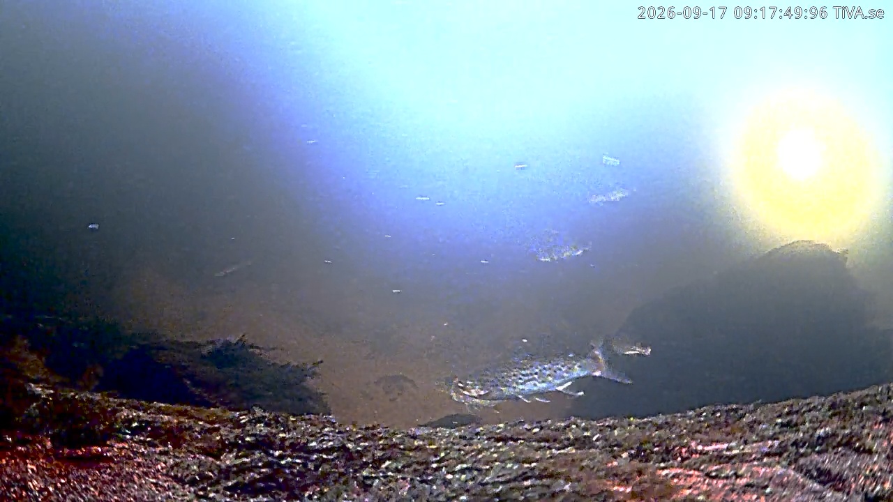 Video 2026-09-17 09:17