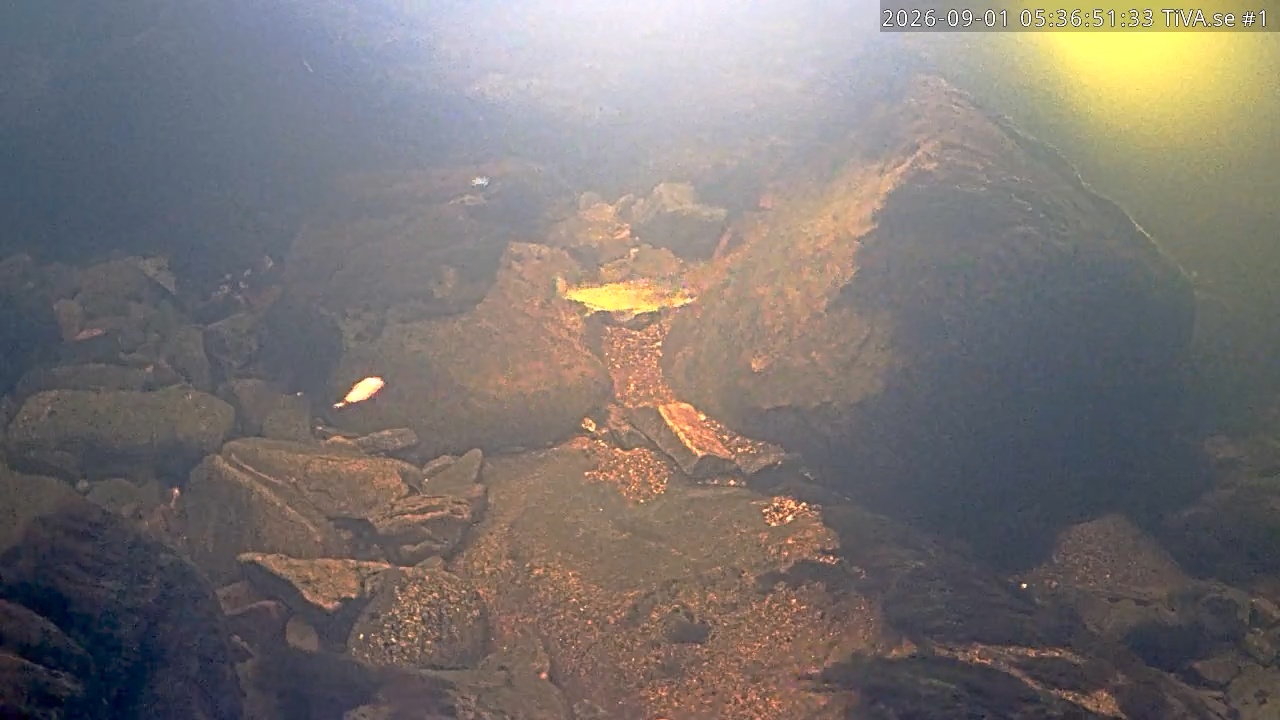 Video 2026-09-01 06:36