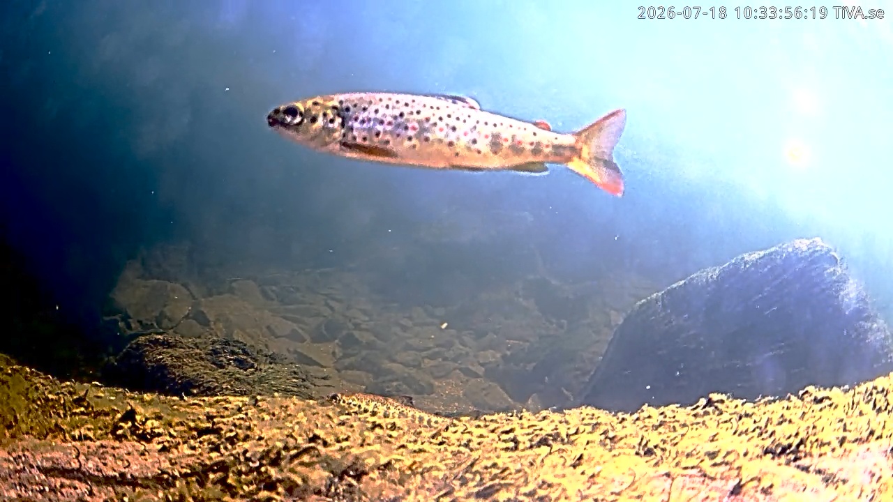 Video 2026-07-18 10:34