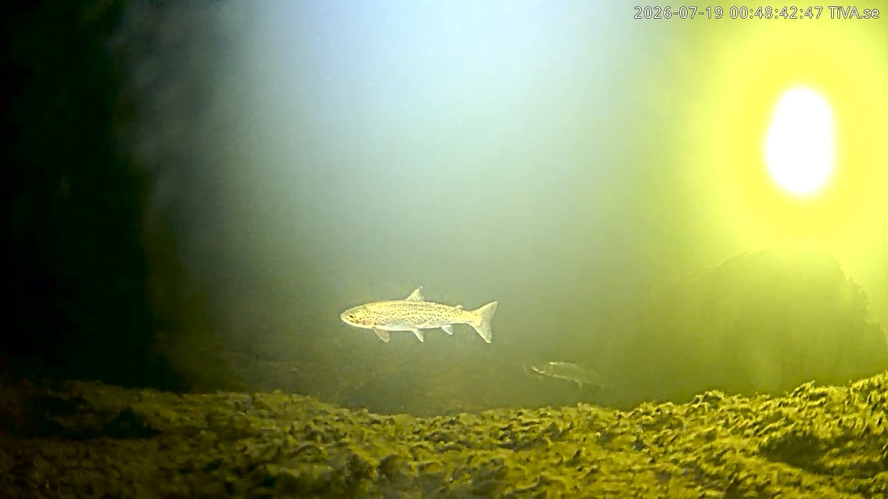 Video 2026-07-19 00:48