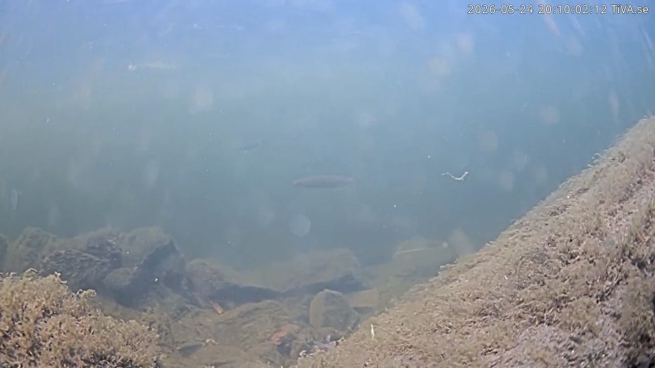 Video 2026-05-24 20:10