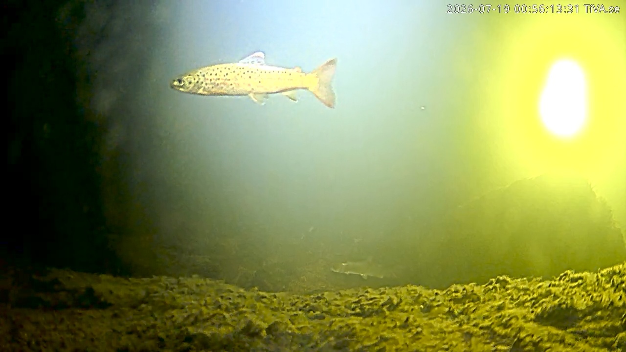 Video 2026-07-19 00:56