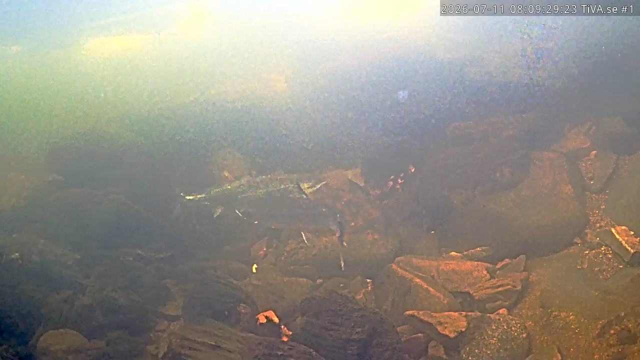 Video 2026-07-11 09:09