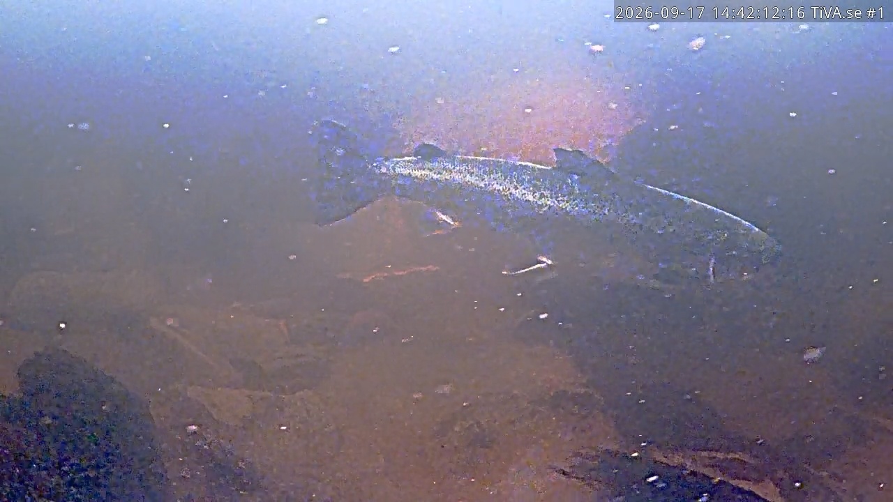 Video 2026-09-17 15:42