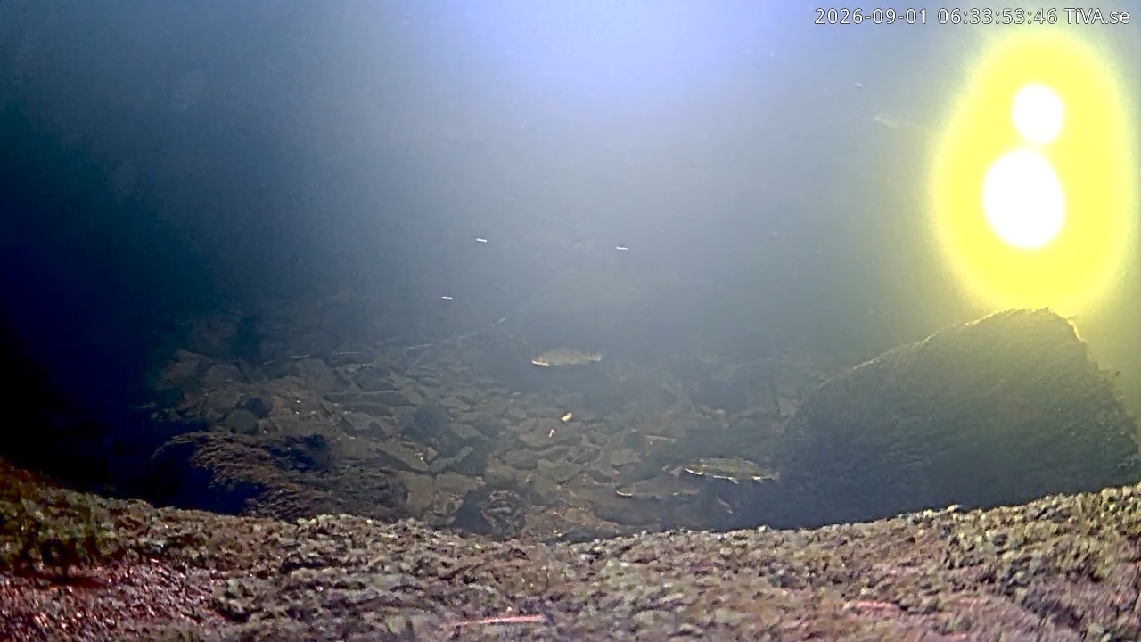 Video 2026-09-01 06:33