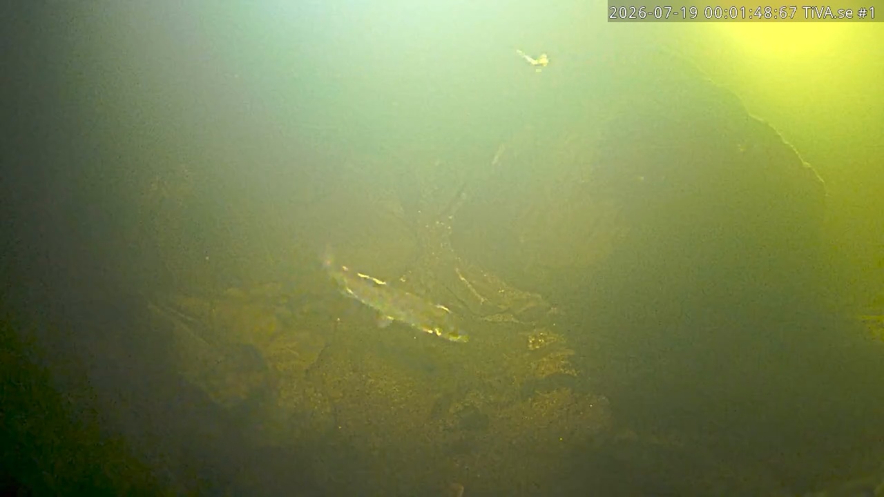 Video 2026-07-19 01:01
