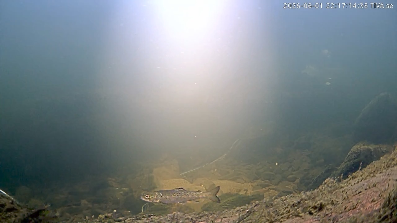 Video 2026-06-01 22:17