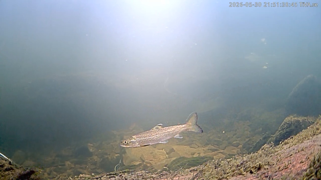Video 2026-05-30 21:51