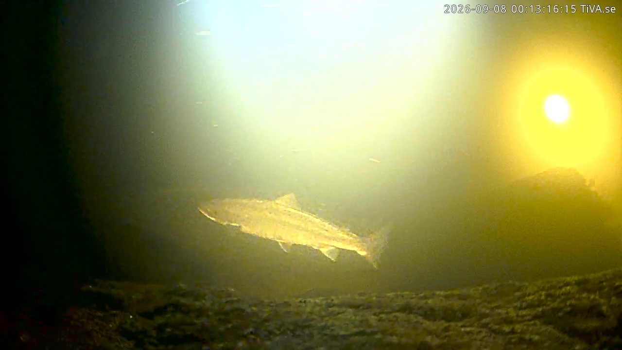Video 2026-09-08 00:13