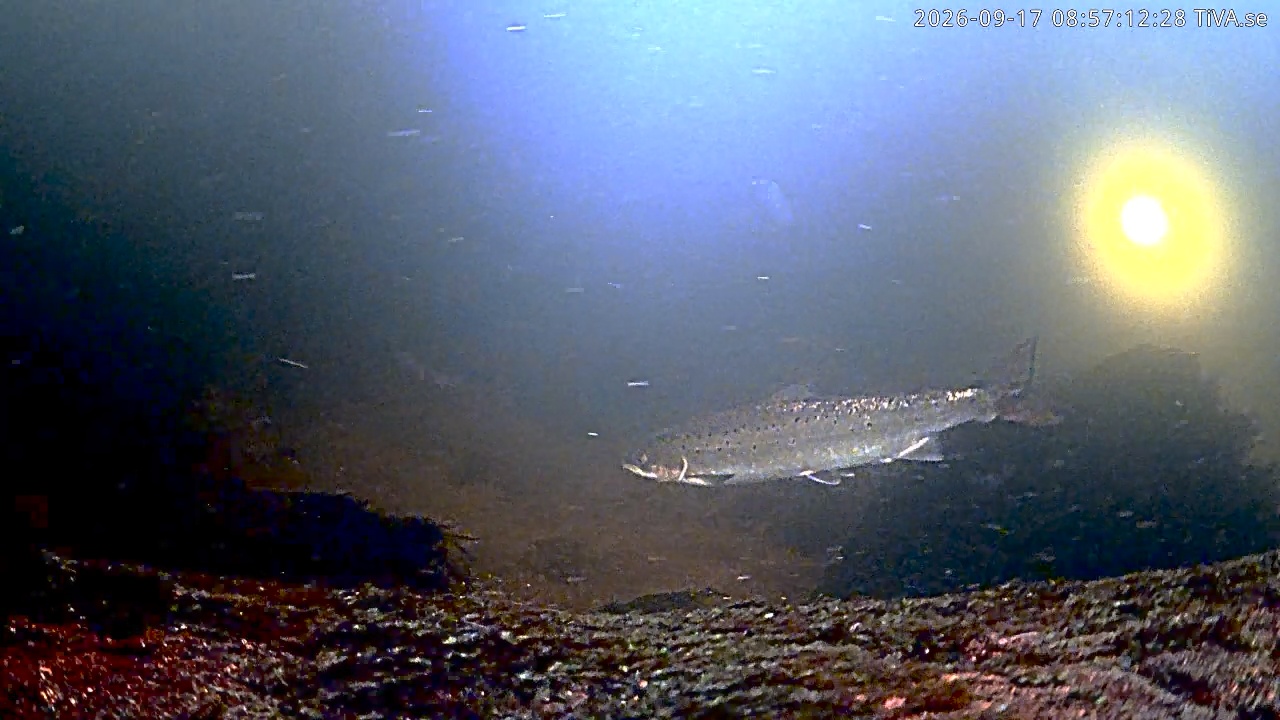 Video 2026-09-17 08:57