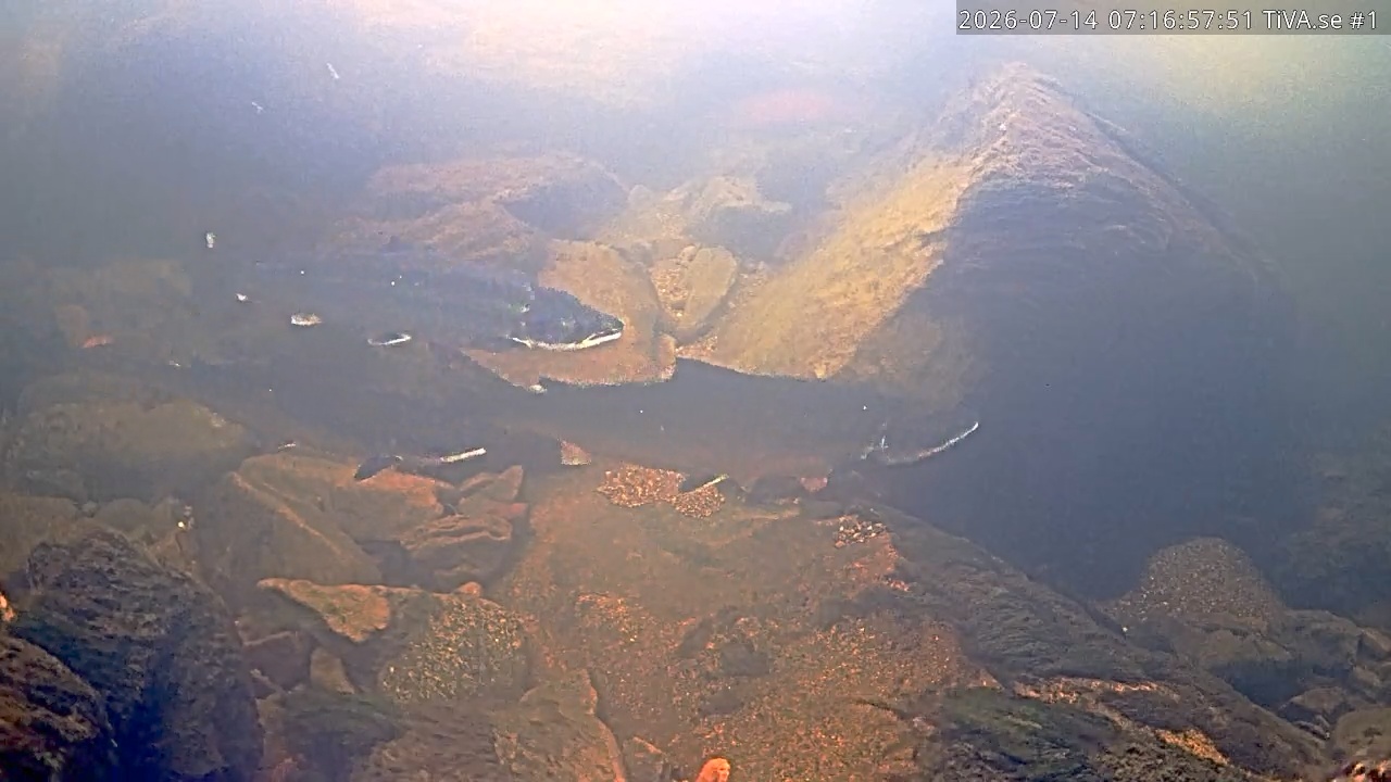 Video 2026-07-14 08:17