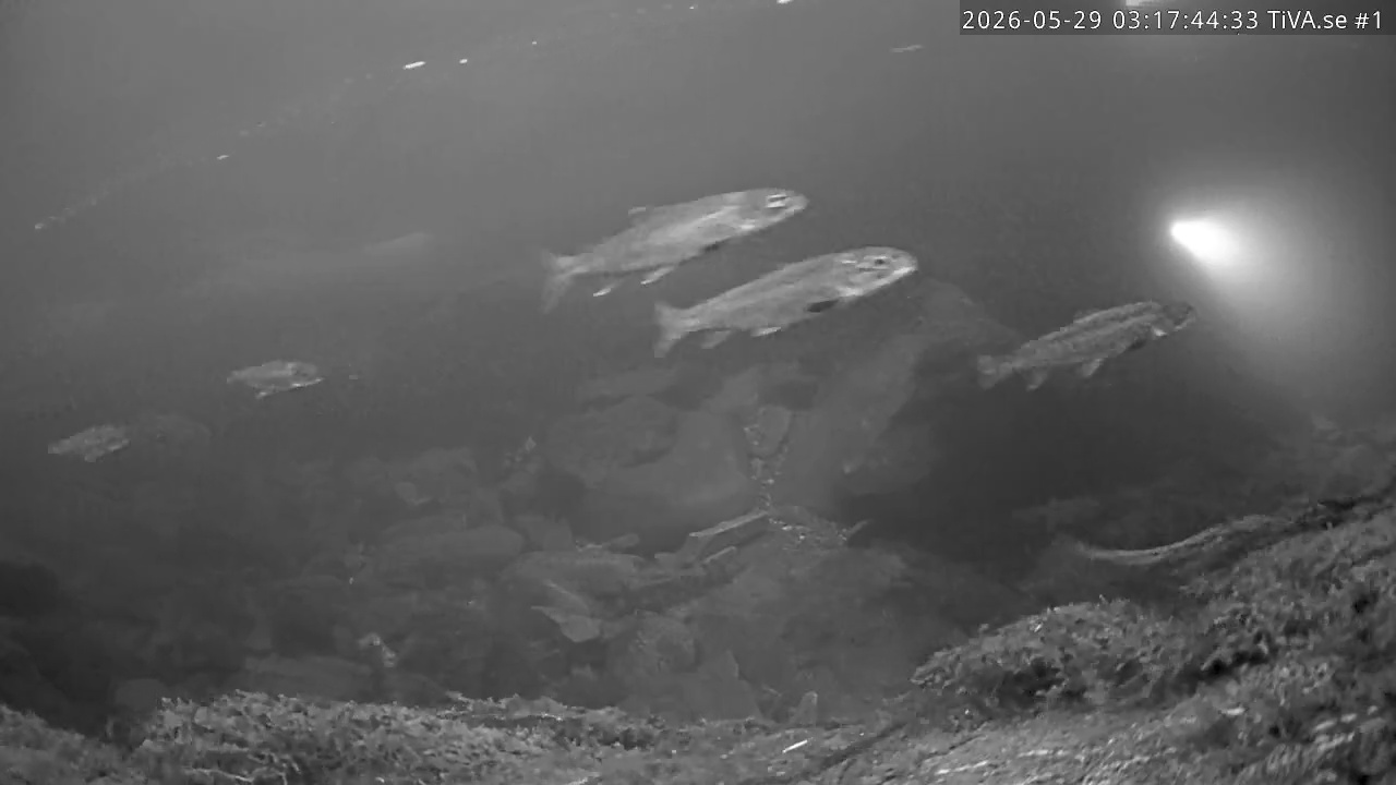 Video 2026-05-29 04:17