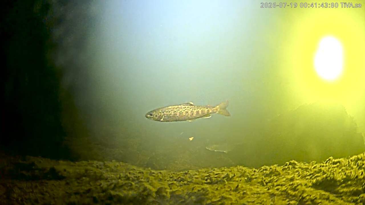 Video 2026-07-19 00:41