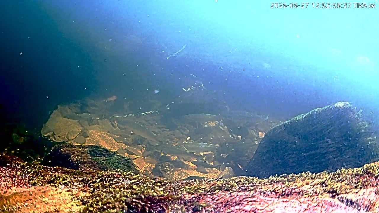Video 2026-06-27 12:53