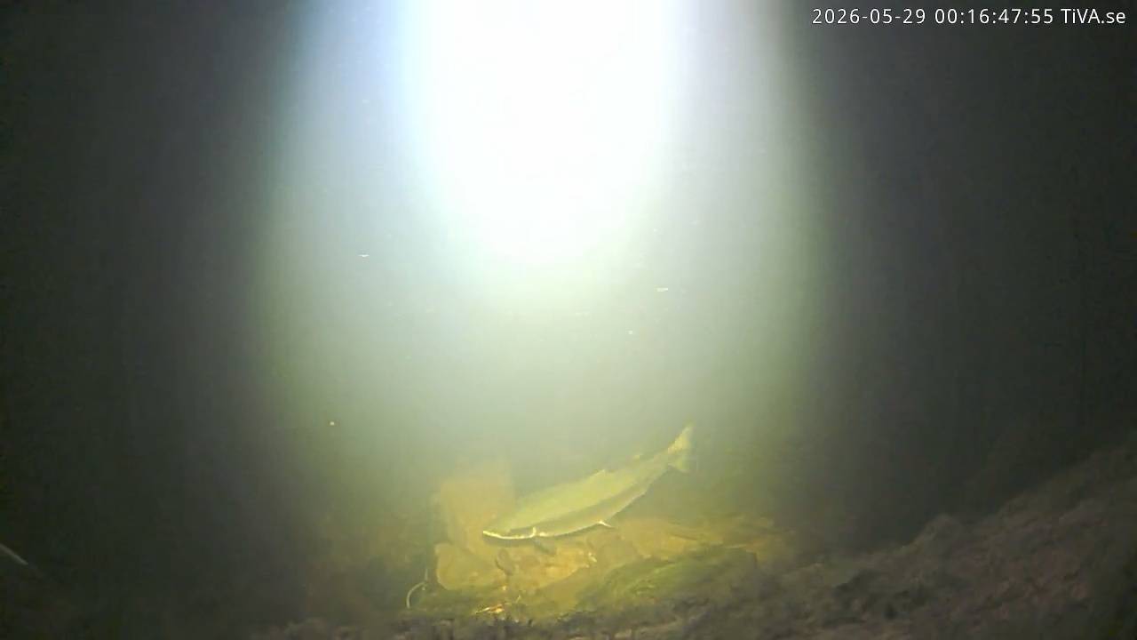 Video 2026-05-29 00:16