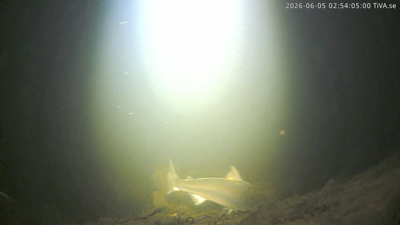 Video 2026-06-05 02:54