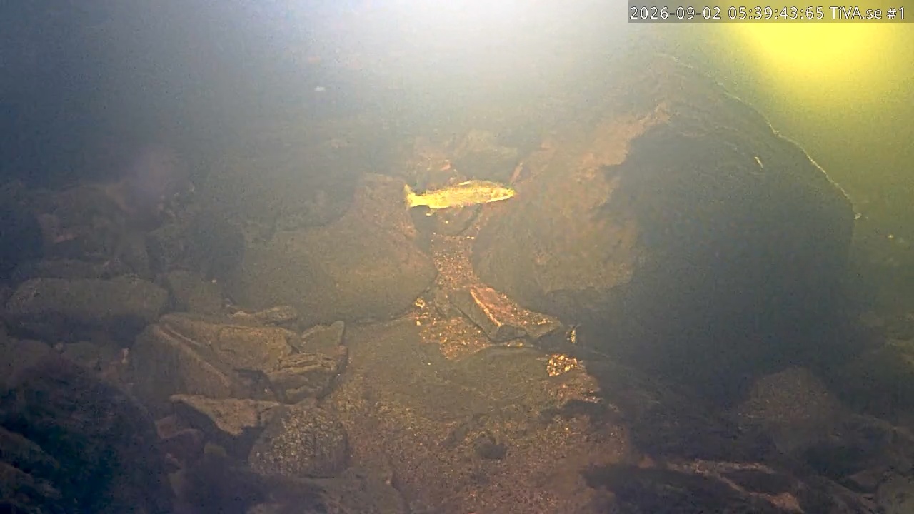 Video 2026-09-02 06:39