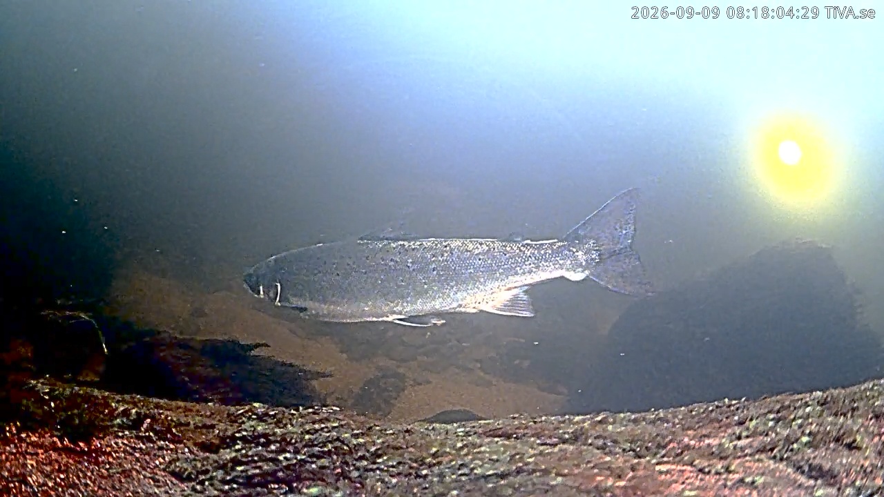 Video 2026-09-09 08:18