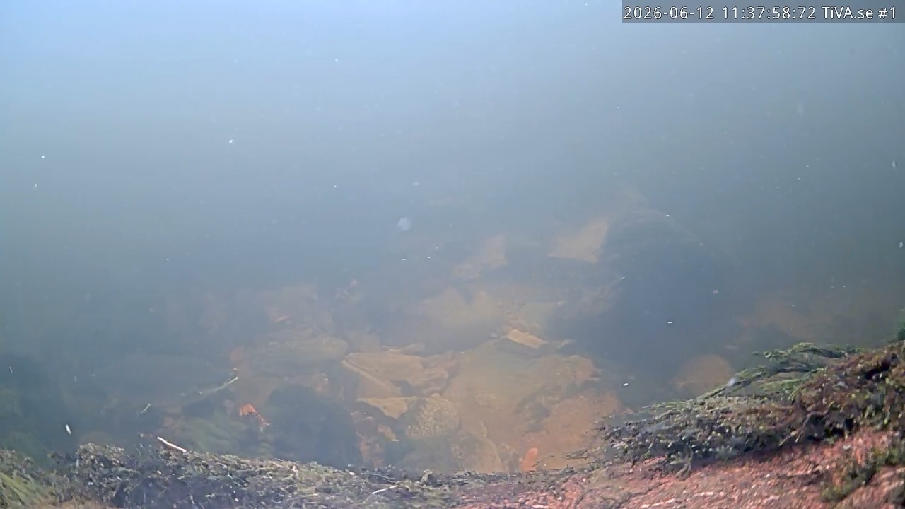 Video 2026-06-12 12:38