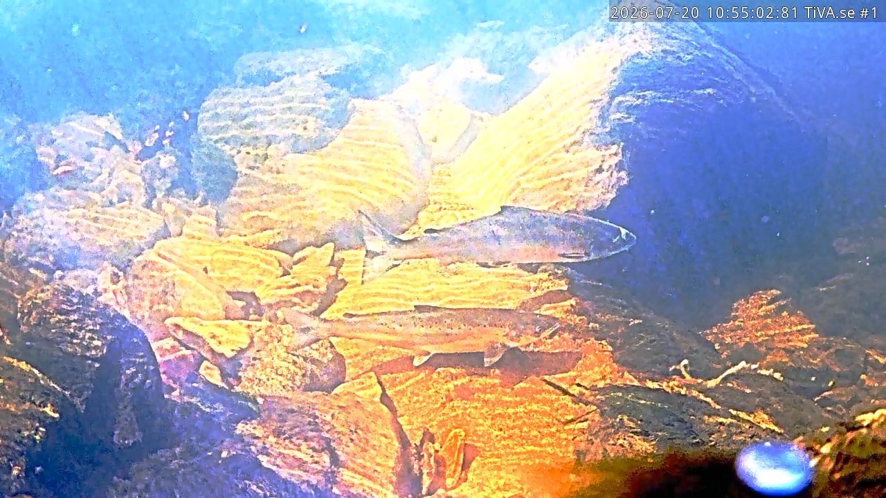 Video 2026-07-20 11:55