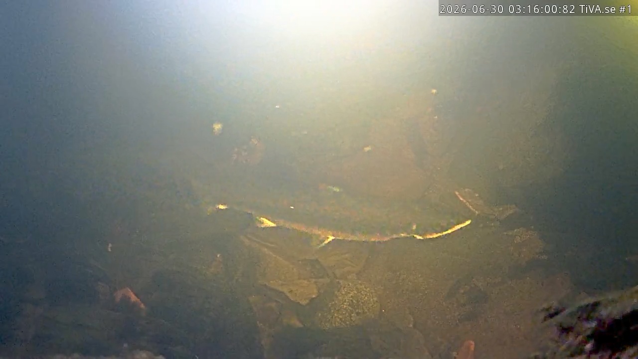Video 2026-06-30 04:16