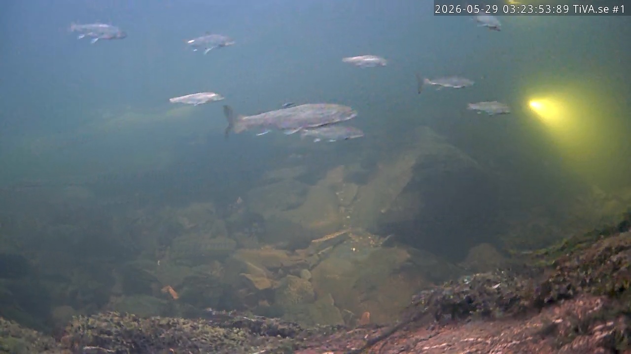 Video 2026-05-29 04:24