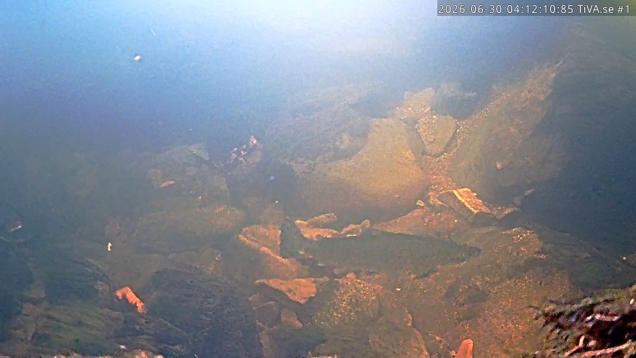 Video 2026-06-30 05:12