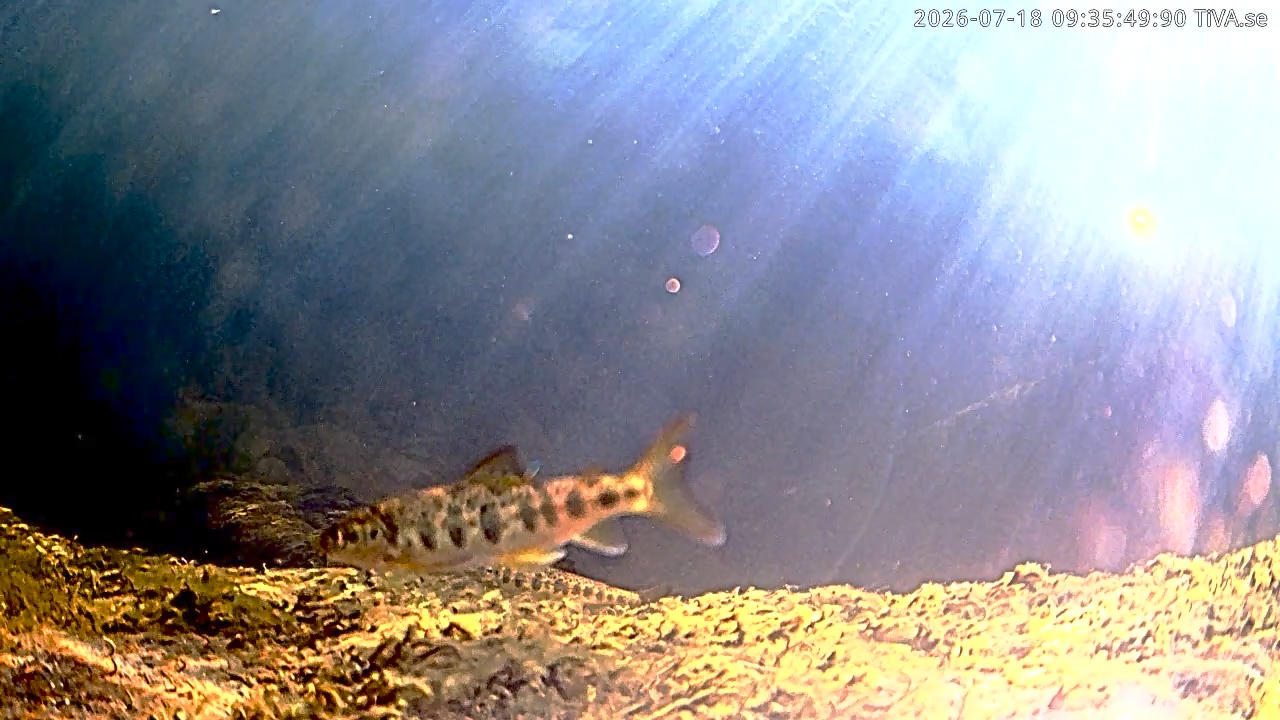Video 2026-07-18 09:35