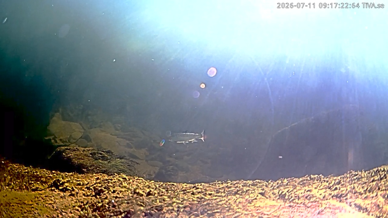Video 2026-07-11 09:17