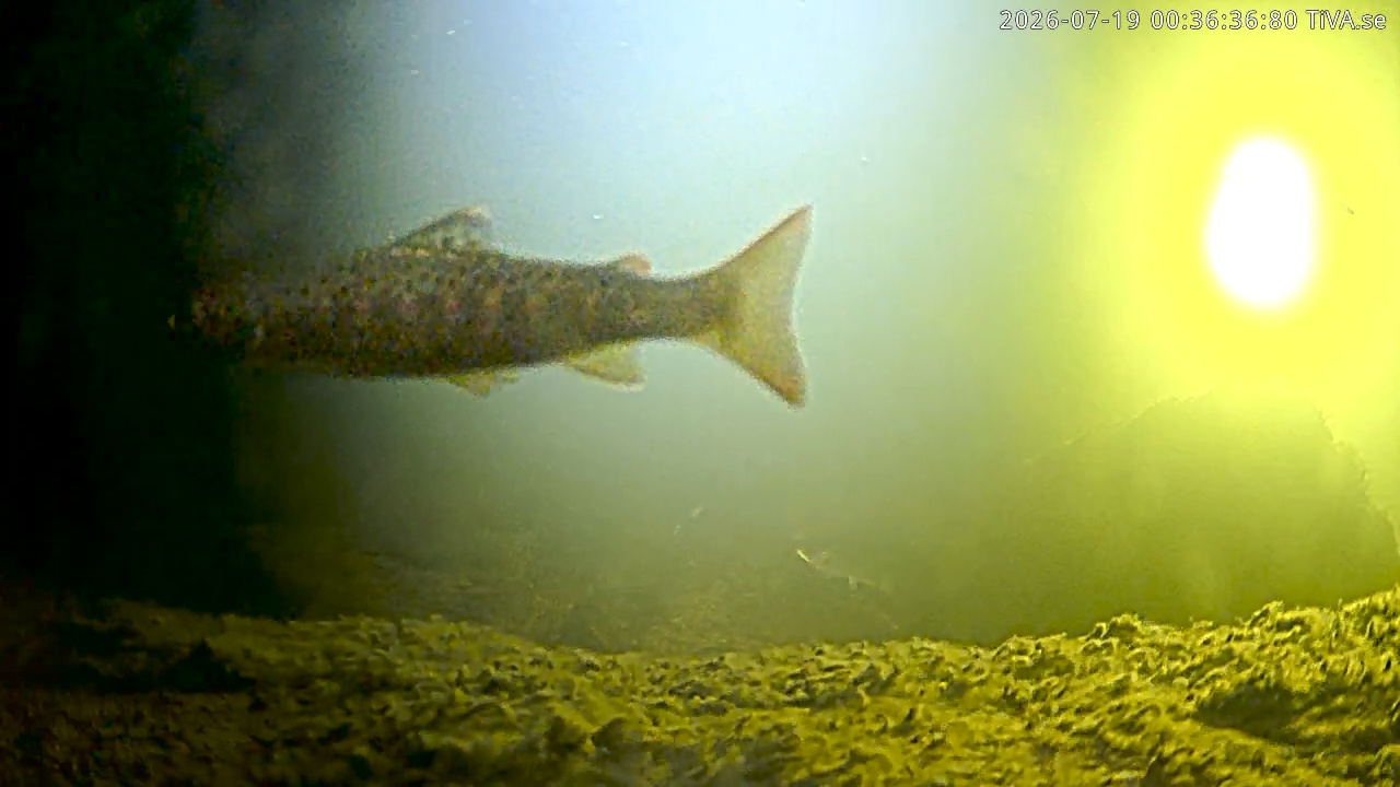 Video 2026-07-19 00:36