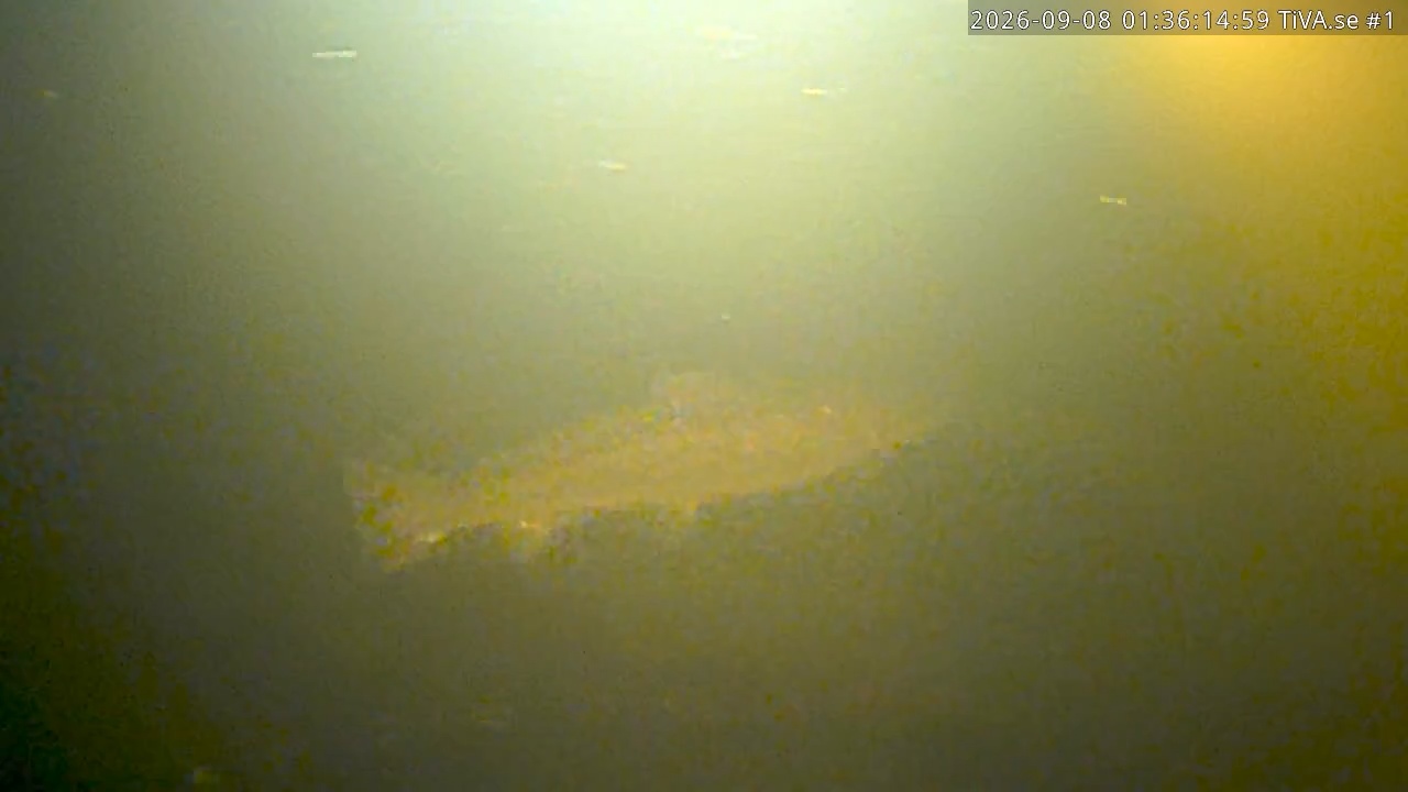 Video 2026-09-08 02:36