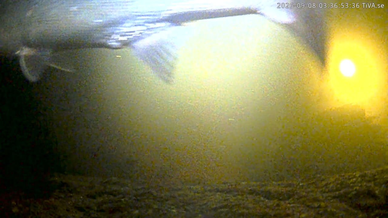 Video 2026-09-08 03:37