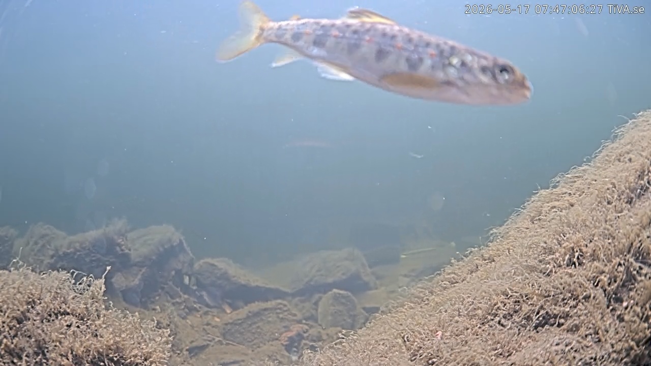 Video 2026-05-17 07:47
