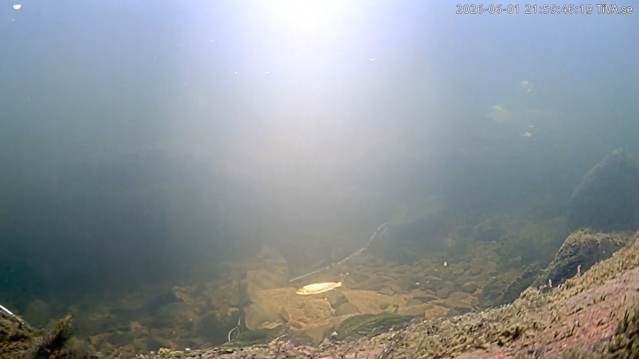 Video 2026-06-01 21:59