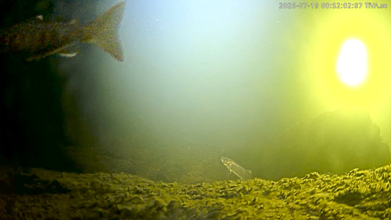 Video 2026-07-19 00:52