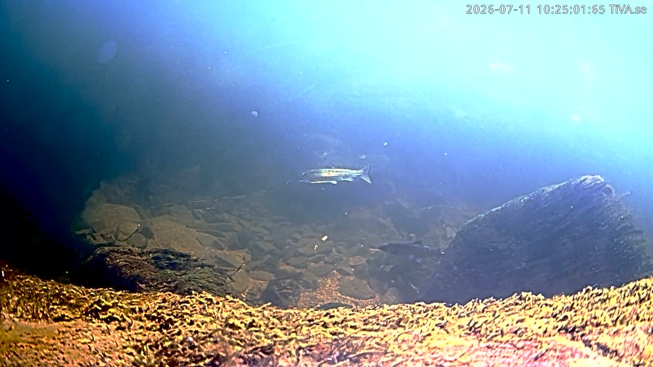 Video 2026-07-11 10:25
