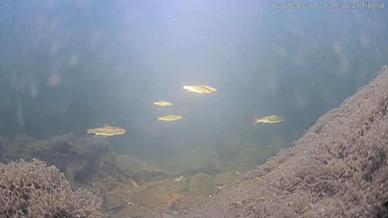 Video 2026-05-11 21:19