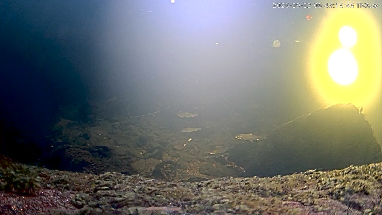 Video 2026-09-02 06:49