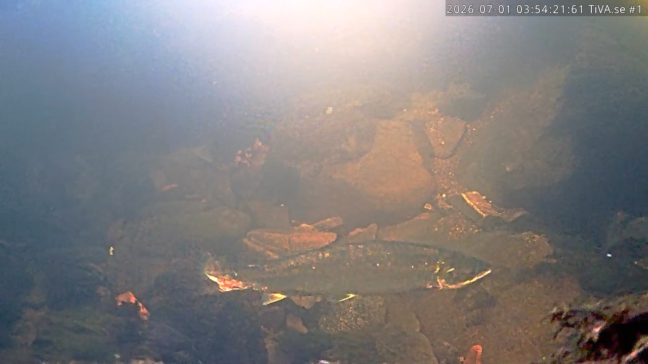 Video 2026-07-01 04:54