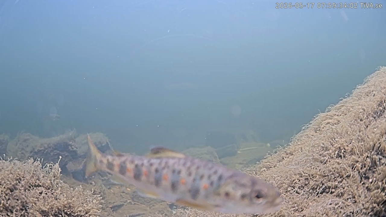 Video 2026-05-17 07:59