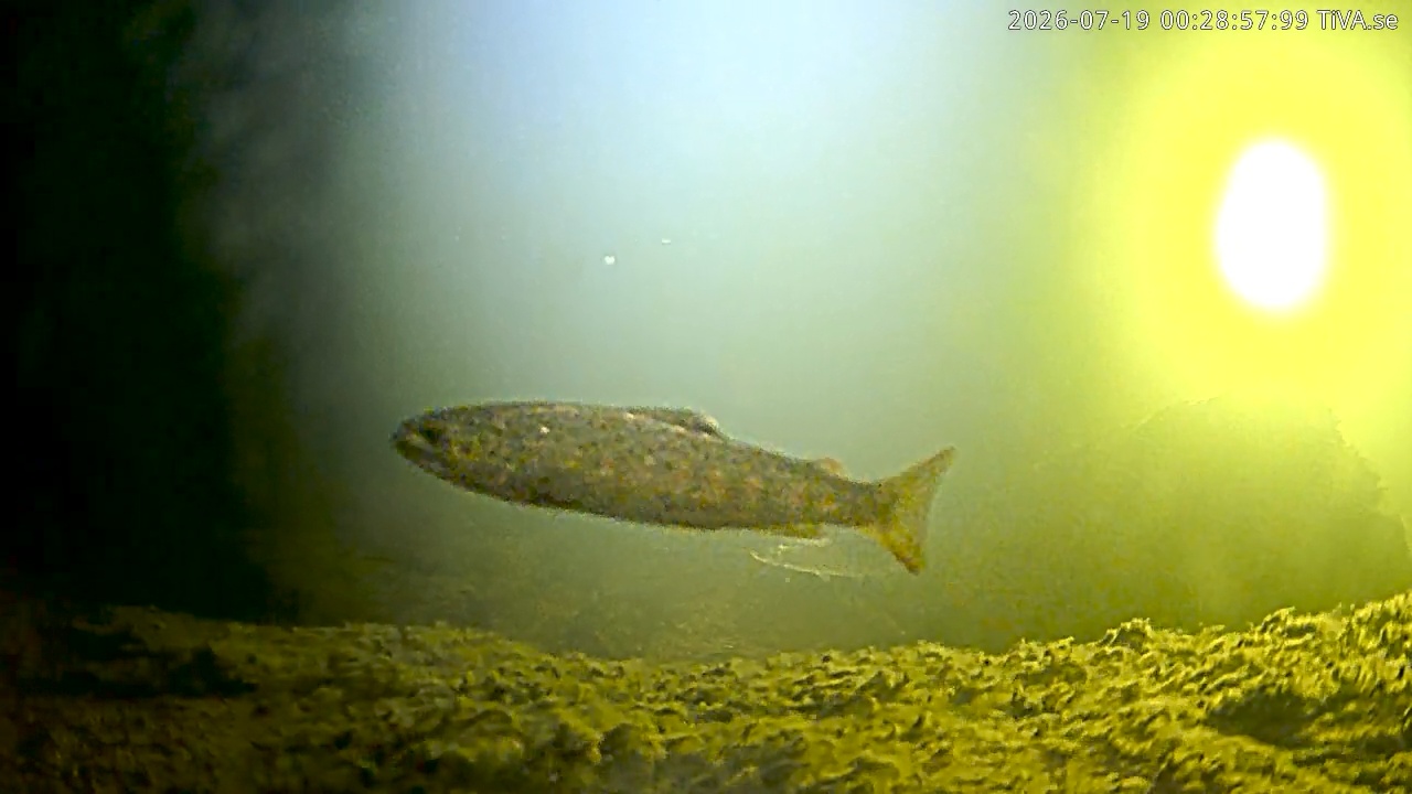 Video 2026-07-19 00:29