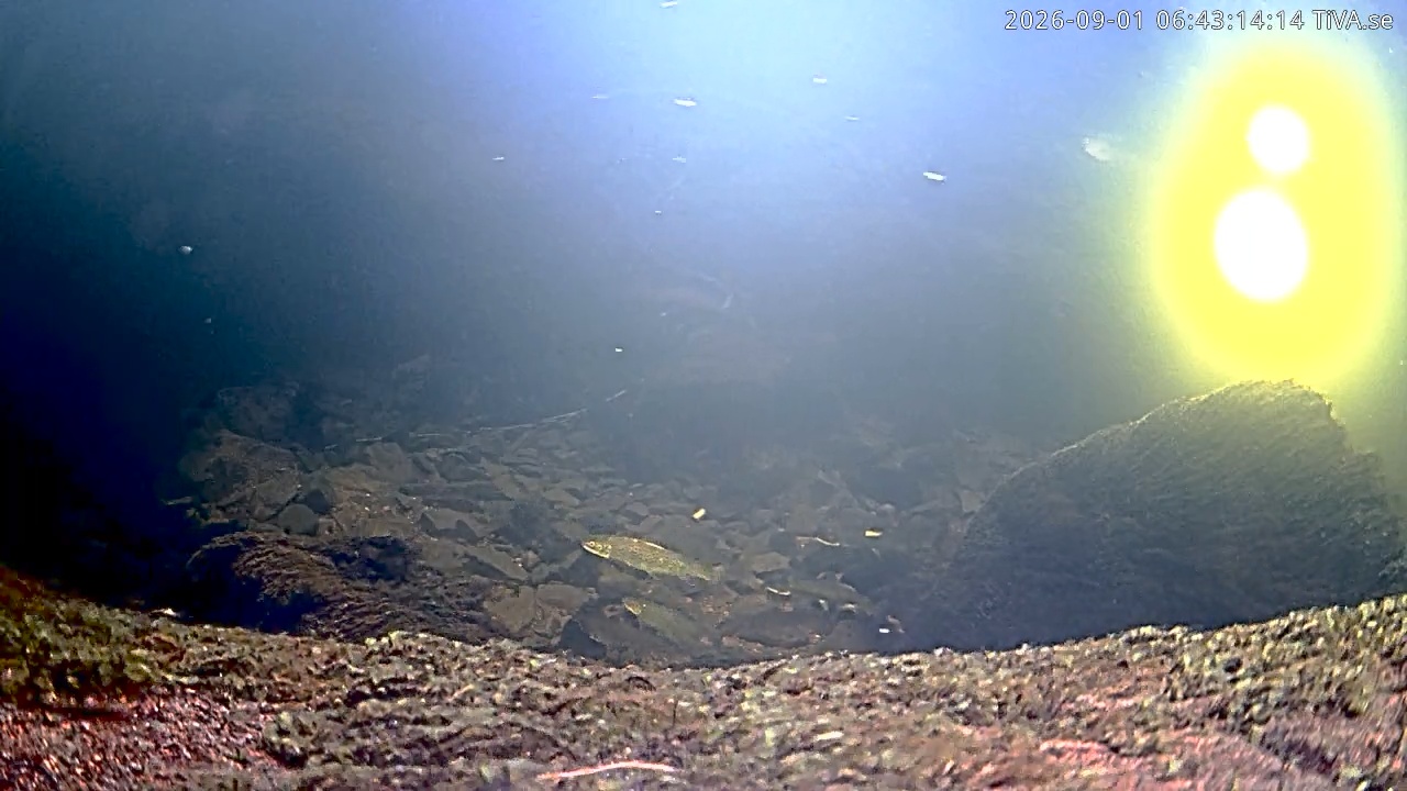 Video 2026-09-01 06:43