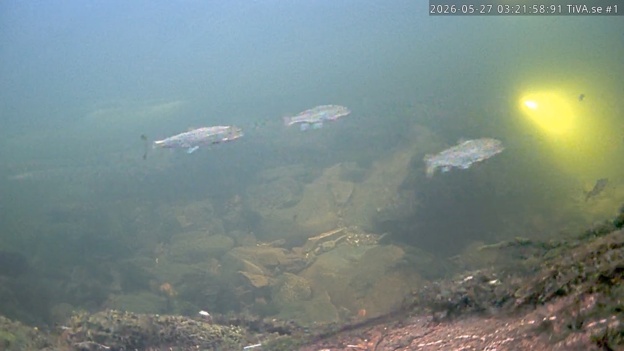 Video 2026-05-27 04:22