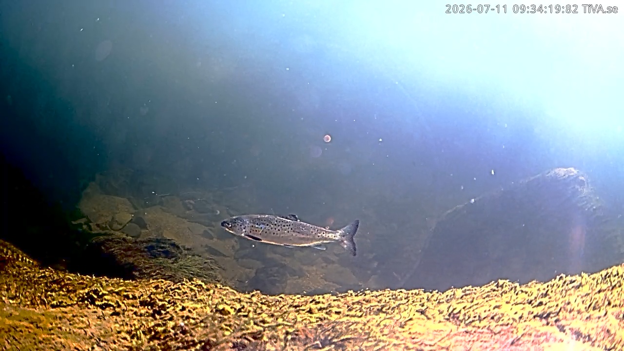 Video 2026-07-11 09:34