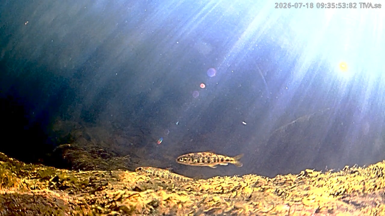Video 2026-07-18 09:36