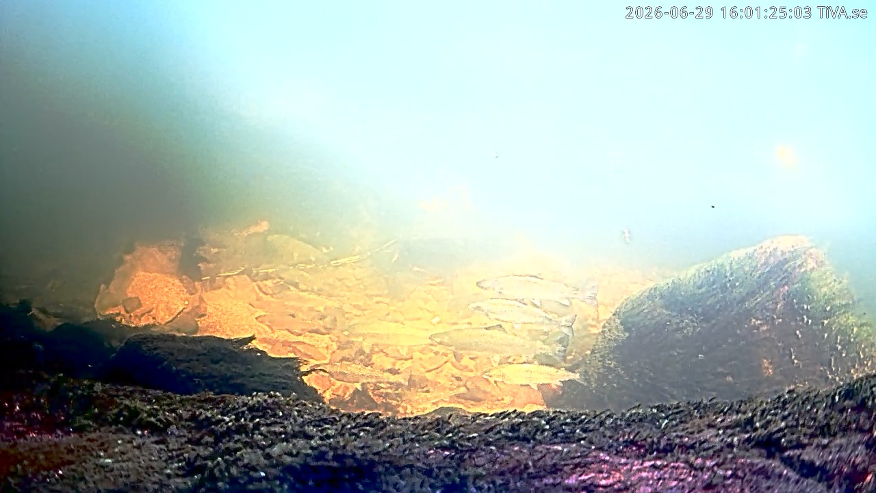 Video 2026-06-29 16:01