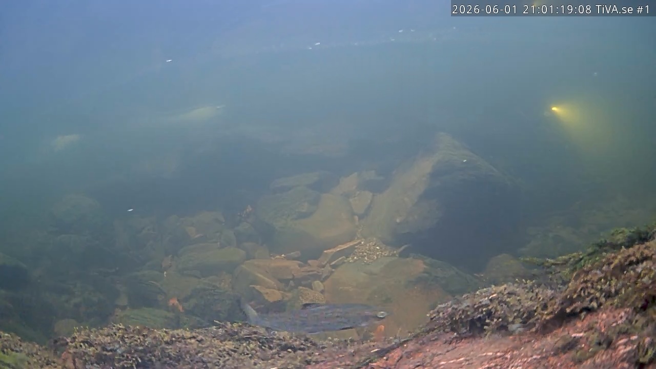 Video 2026-06-01 22:01