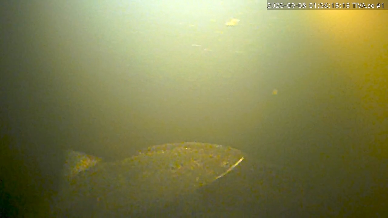 Video 2026-09-08 02:56