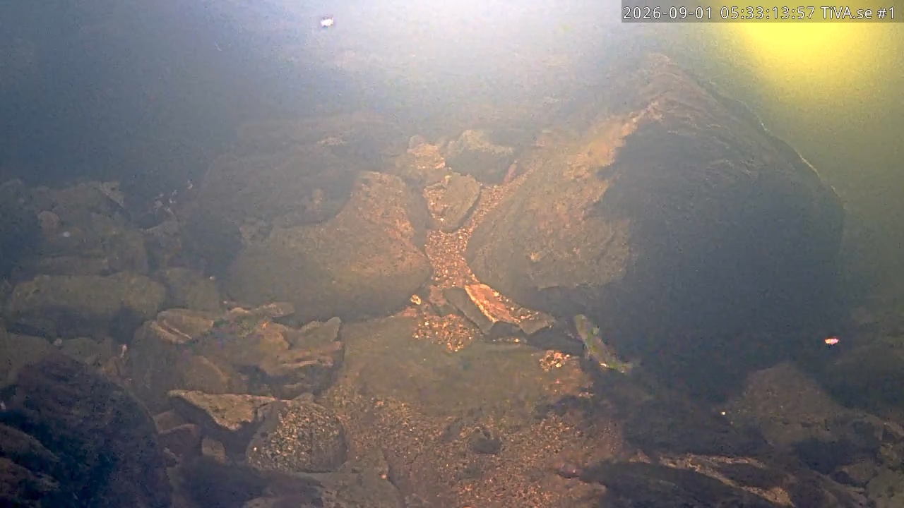 Video 2026-09-01 06:33